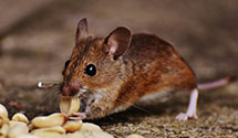 24 Hour & Emergency Exterminators in Ribera, NM